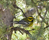 Townsends Warbler male